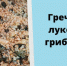 Гречка с луком и грибами - Истринские ВСети