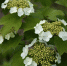 Детсадовцы высадили калину в Истре - Regions.Ru