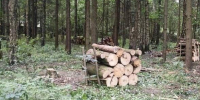 В Истре расчистили лес от неликвидной древесины - Regions.Ru