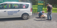 22 августа в парке Истры пройдет бесплатная вакцинация домашних животных против бешенства - Газета Истра сегодня