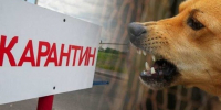 В деревне Бодрово м.о. Истра объявлен карантин из-за выявленного случая бешенства у животных - Газета Истра сегодня