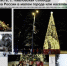 ​Новогодняя лесная красавица из #моИстра борется за звание лучшей в России! - Газета Истра сегодня