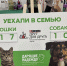 10 кошек из «Лесного приюта» обрели новый дом - Истра.РФ