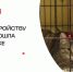 ​Акция по пристройству кошек прошла в Дедовске - Газета Истра сегодня